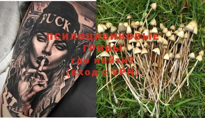 Галлюциногенные грибы Psilocybine cubensis  Кимры 